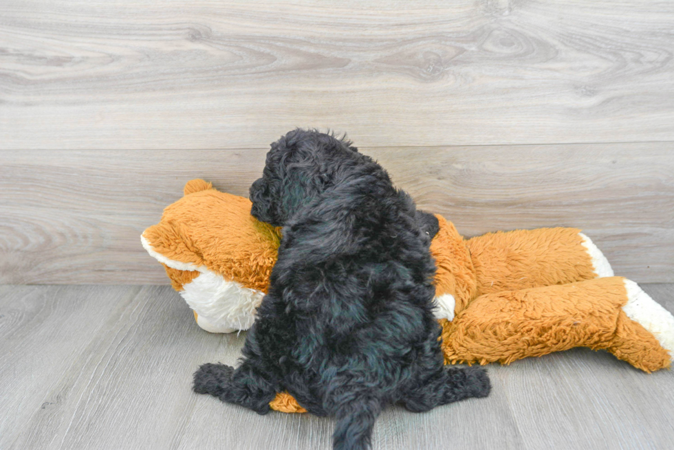 Happy Mini Sheepadoodle Baby