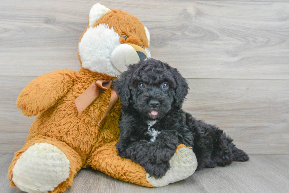 Best Mini Sheepadoodle Baby