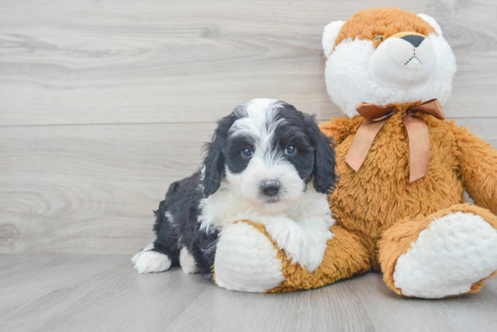 Popular Mini Sheepadoodle Poodle Mix Pup