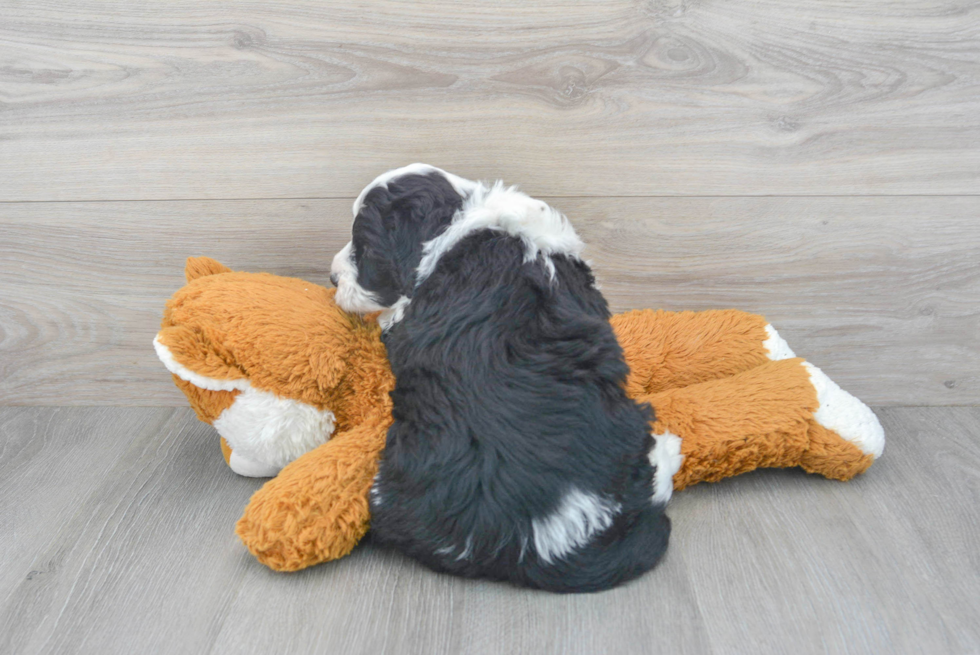 Smart Mini Sheepadoodle Poodle Mix Pup