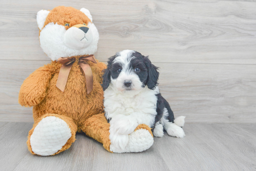 Energetic Sheep Dog Poodle Mix Puppy