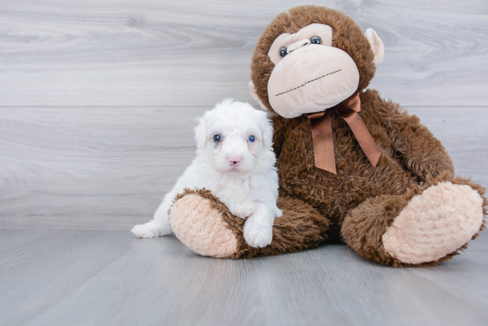 Mini Sheepadoodle Puppy for Adoption