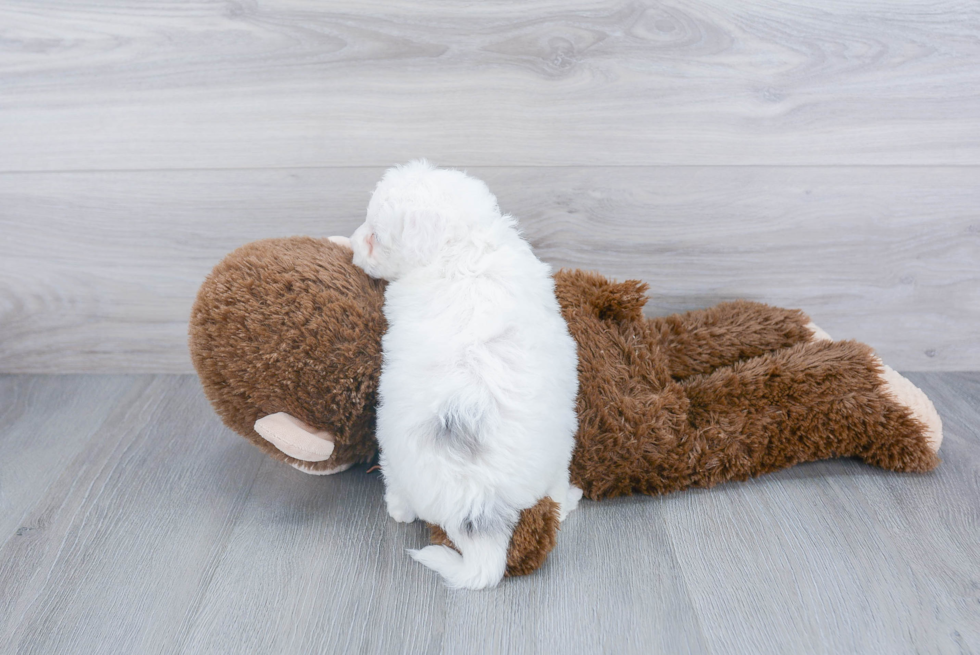 Friendly Mini Sheepadoodle Baby