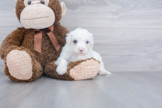 Best Mini Sheepadoodle Baby