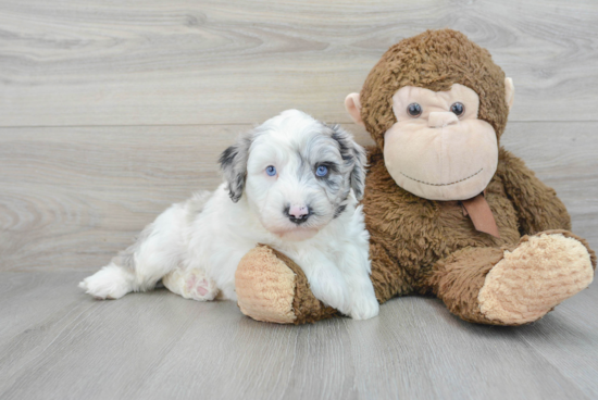 Best Mini Sheepadoodle Baby