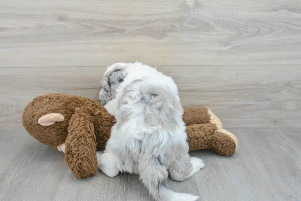 Mini Sheepadoodle Puppy for Adoption