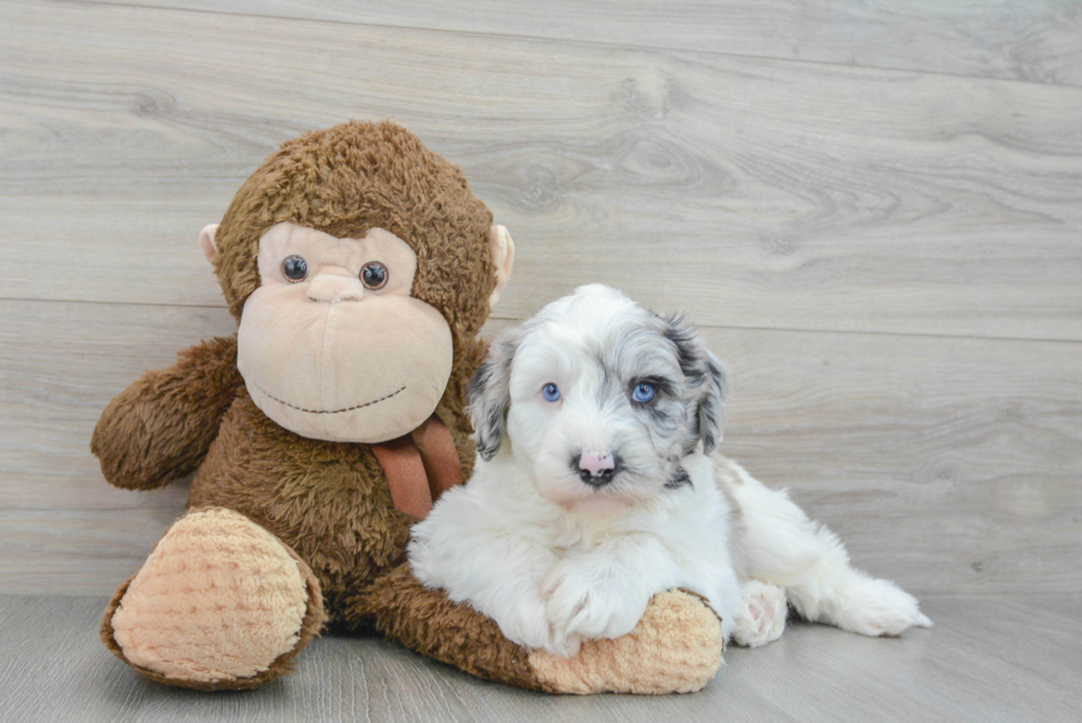 Hypoallergenic Sheep Dog Poodle Mix Puppy