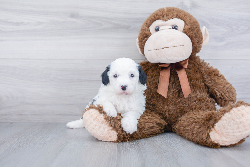 Little Sheep Dog Poodle Mix Puppy