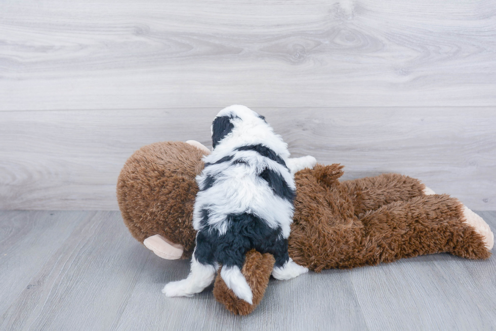 Hypoallergenic Sheep Dog Poodle Mix Puppy