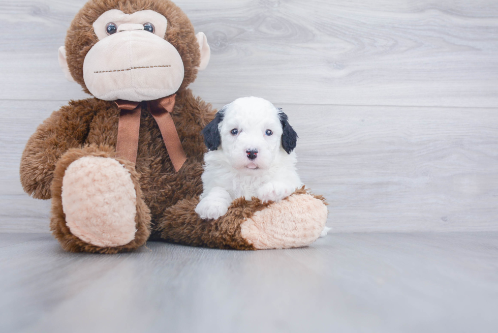 Best Mini Sheepadoodle Baby