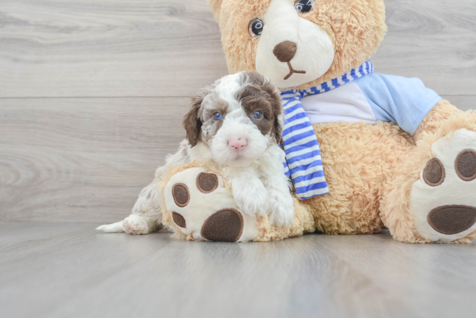 Hypoallergenic Sheep Dog Poodle Mix Puppy