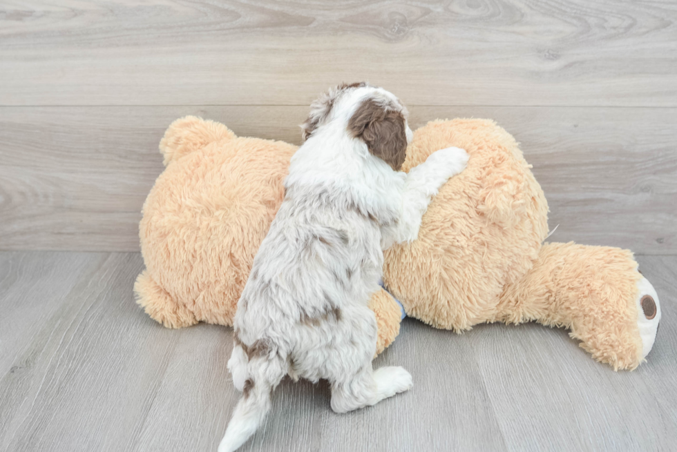 Playful Sheep Dog Poodle Mix Puppy