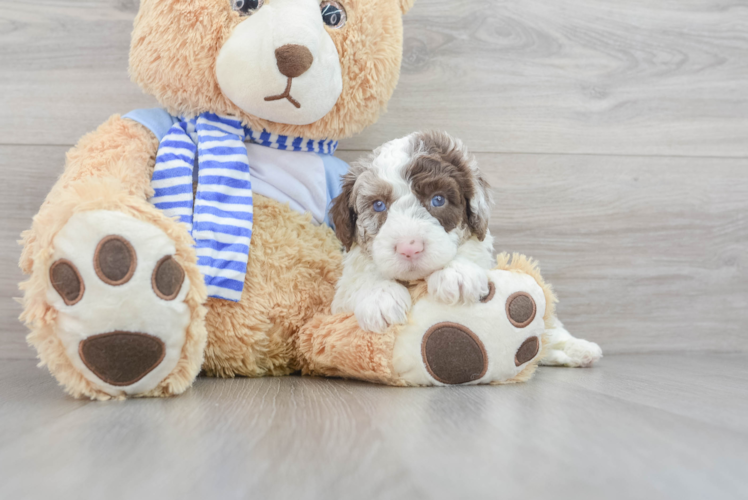 Mini Sheepadoodle Pup Being Cute