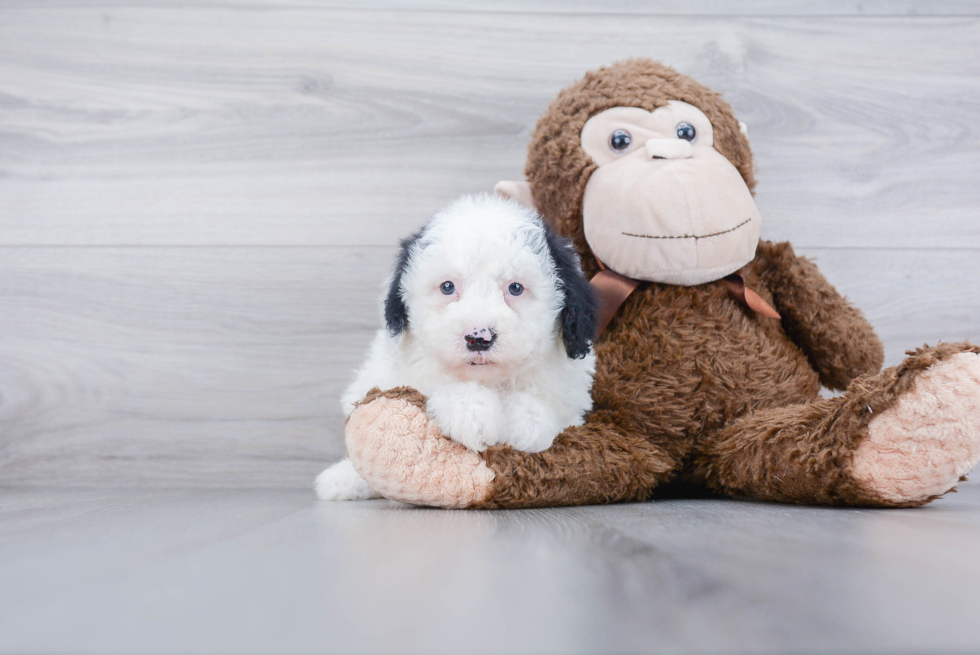 Sweet Mini Sheepadoodle Baby