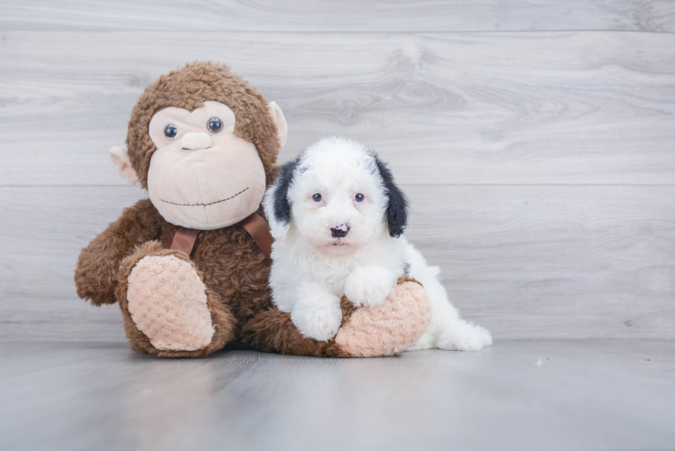 Mini Sheepadoodle Puppy for Adoption