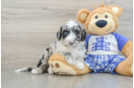 Playful Sheepdoodle Poodle Mix Puppy