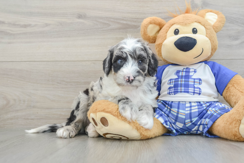 Playful Sheepdoodle Poodle Mix Puppy