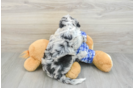 Mini Sheepadoodle Puppy for Adoption