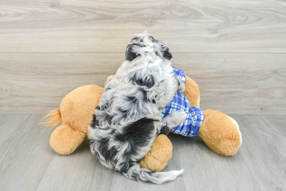 Mini Sheepadoodle Puppy for Adoption