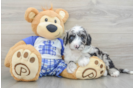 Mini Sheepadoodle Pup Being Cute