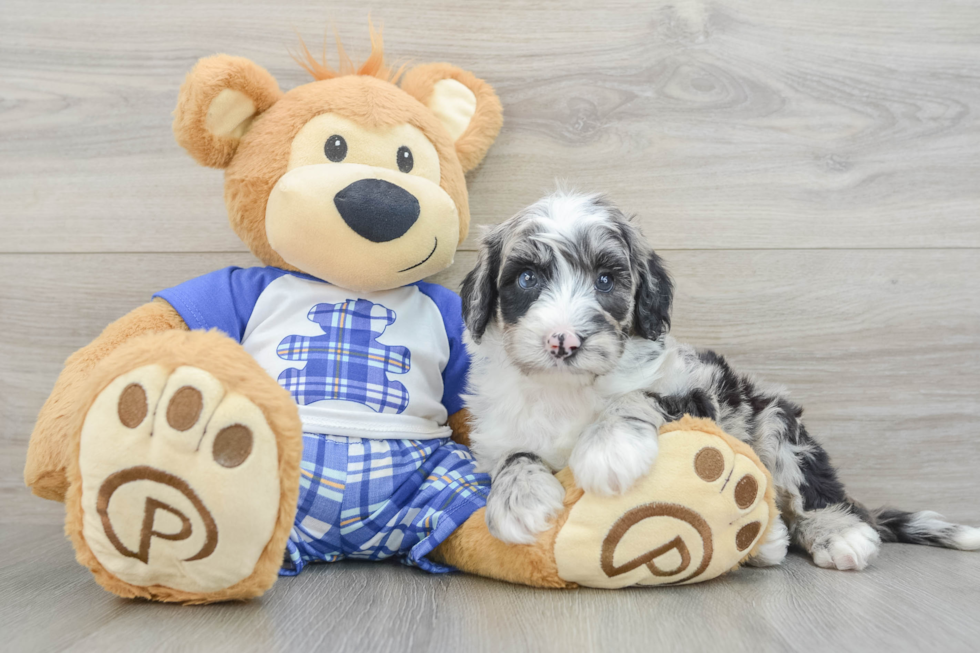 Mini Sheepadoodle Pup Being Cute