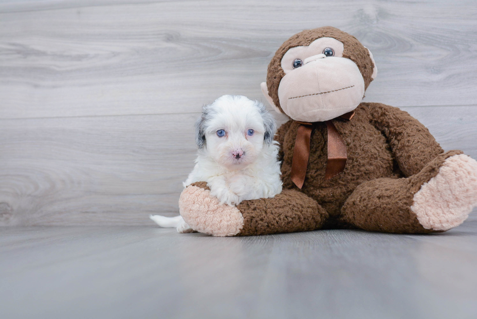 Mini Sheepadoodle Pup Being Cute