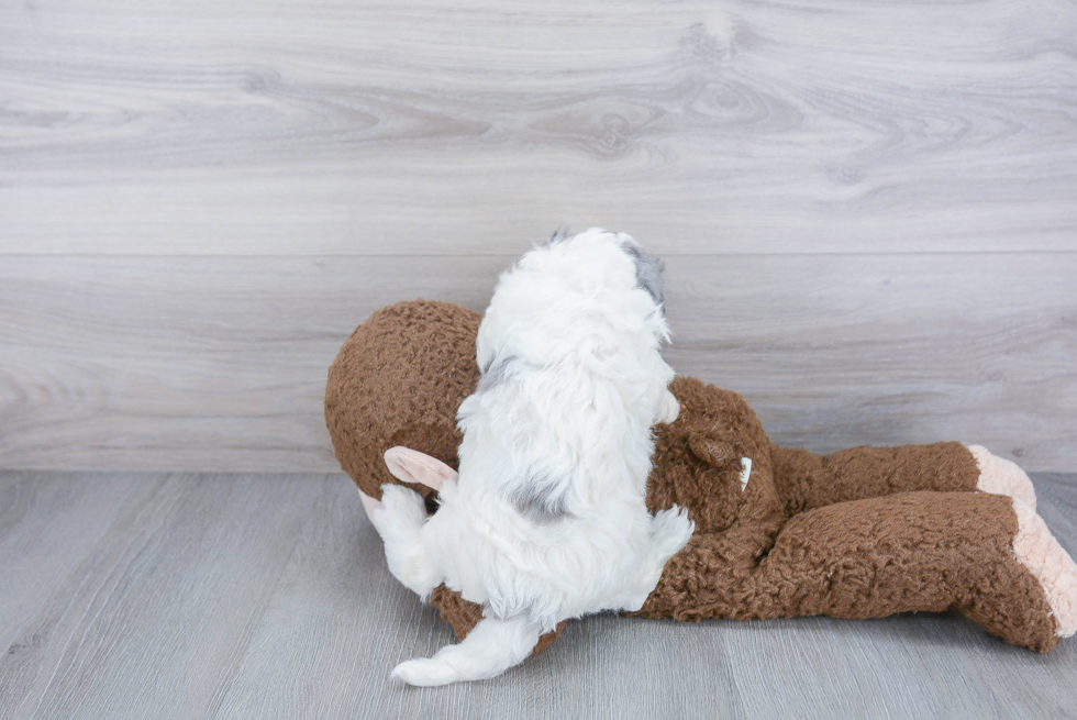 Mini Sheepadoodle Pup Being Cute