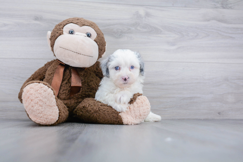 Hypoallergenic Sheep Dog Poodle Mix Puppy