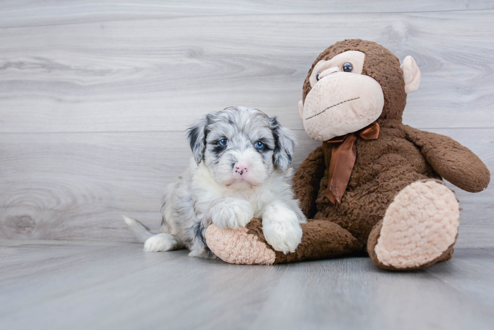 Mini Sheepadoodle Pup Being Cute