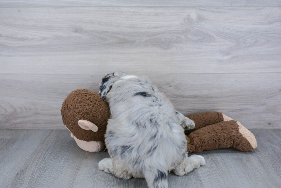 Mini Sheepadoodle Puppy for Adoption