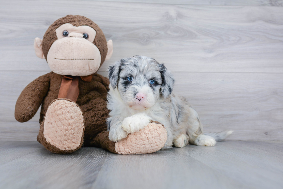 Sweet Mini Sheepadoodle Baby