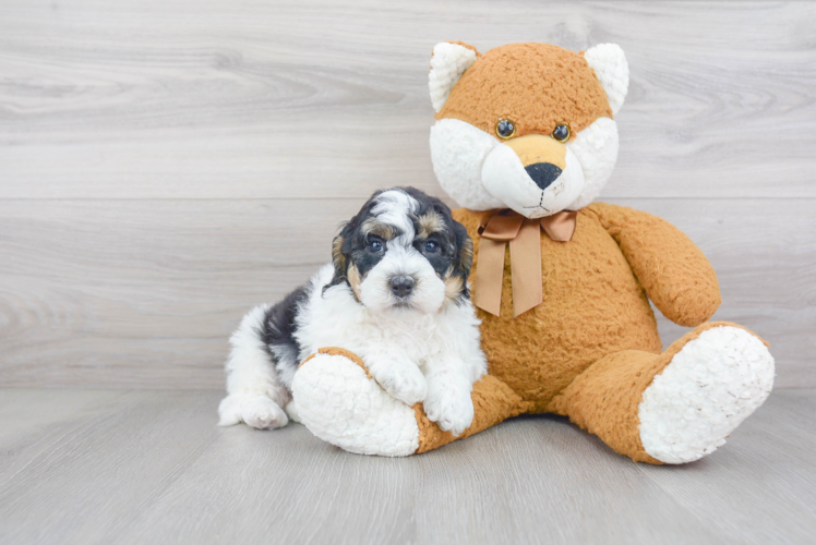 Mini Sheepadoodle Pup Being Cute