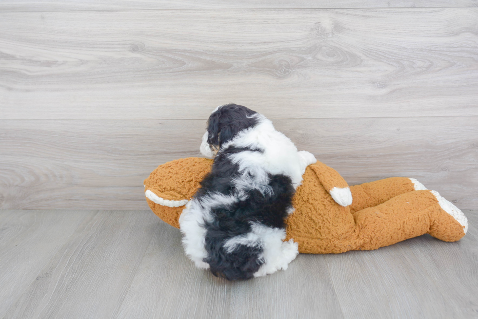 Playful Sheep Dog Poodle Mix Puppy