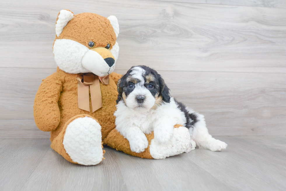 Best Mini Sheepadoodle Baby