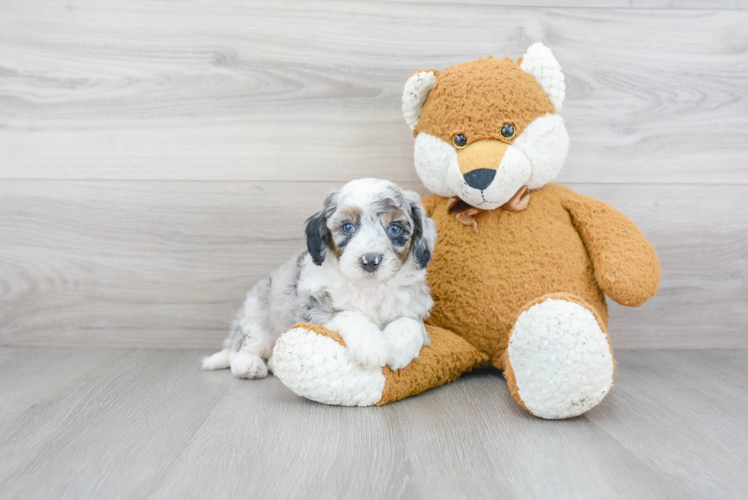 Adorable Sheep Dog Poodle Mix Puppy