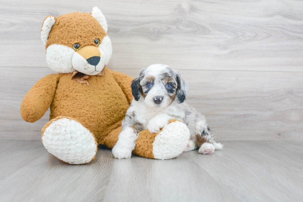 Smart Mini Sheepadoodle Poodle Mix Pup