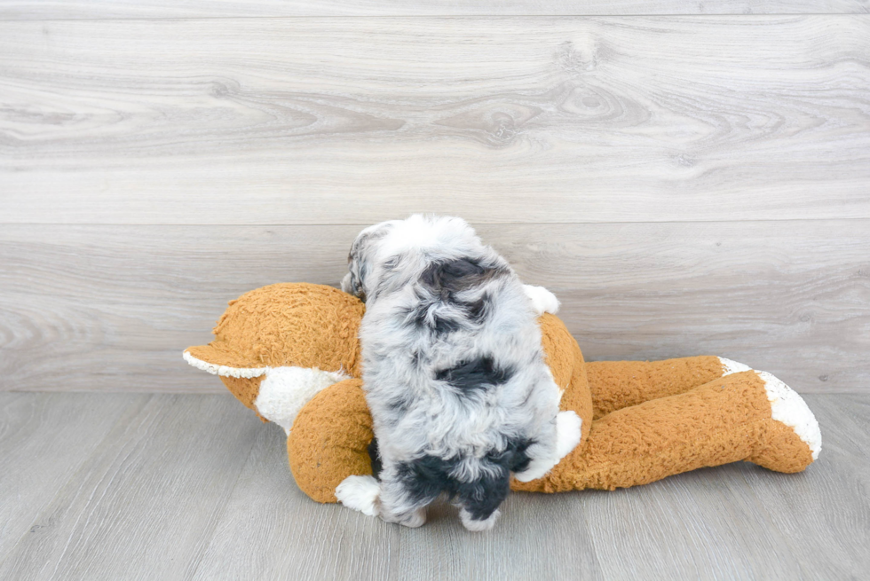 Best Mini Sheepadoodle Baby