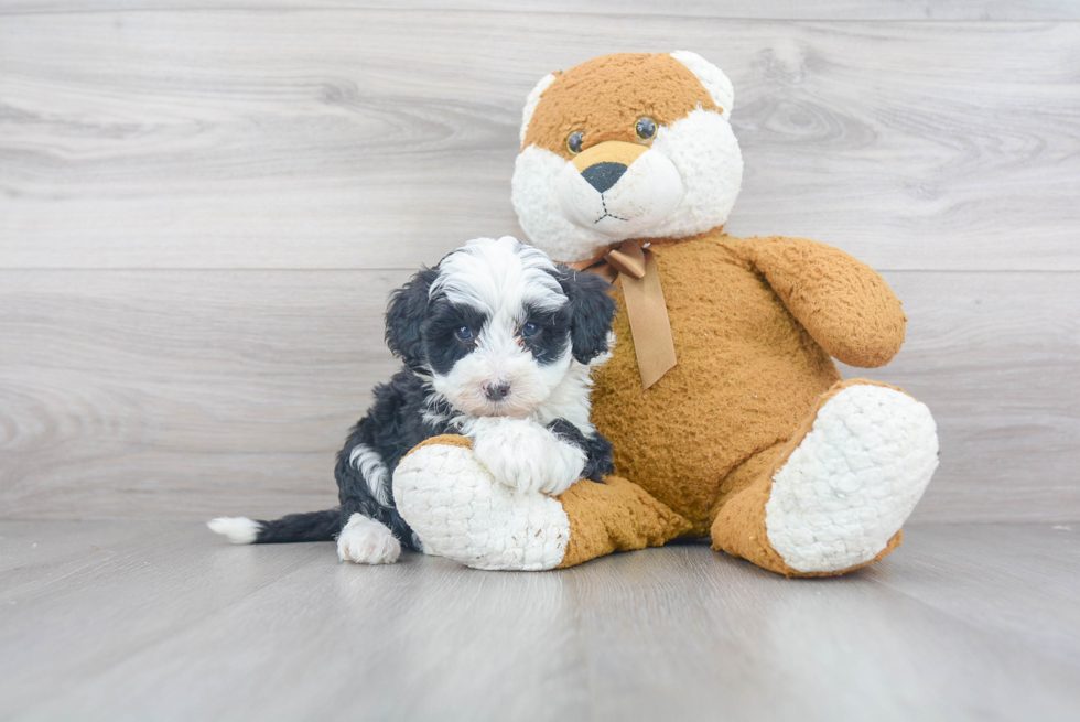 Playful Sheep Dog Poodle Mix Puppy