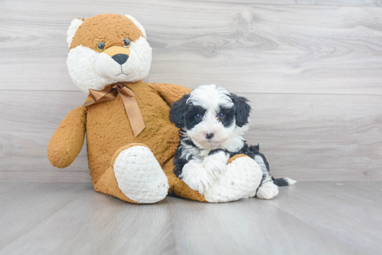 Mini Sheepadoodle Pup Being Cute