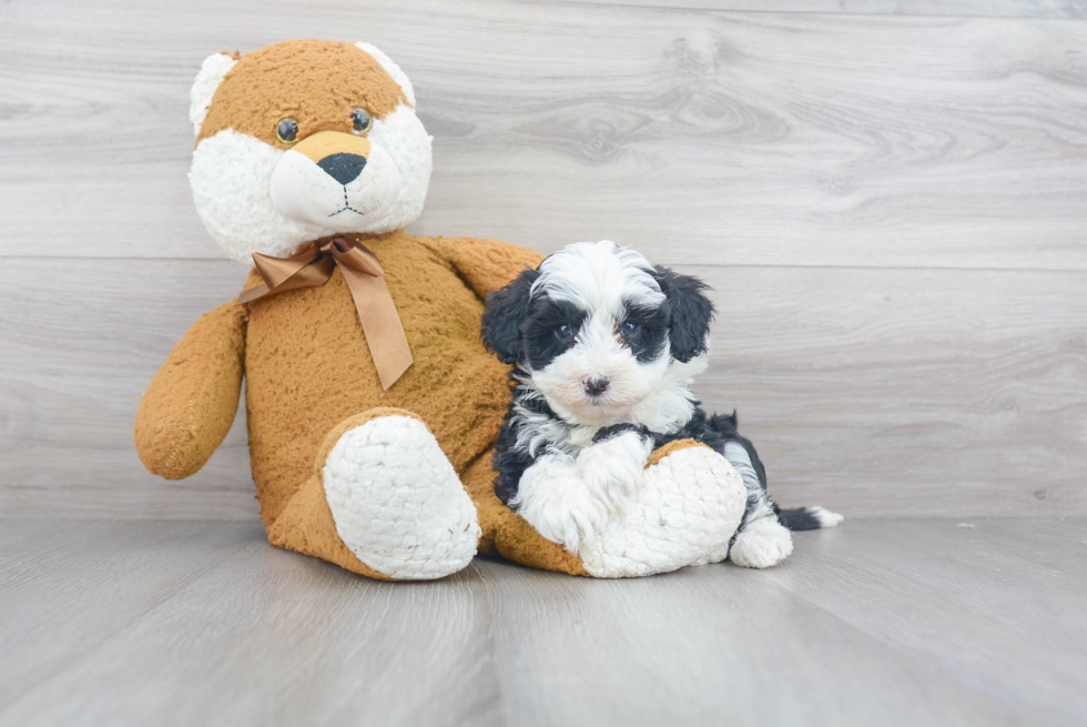 Mini Sheepadoodle Pup Being Cute