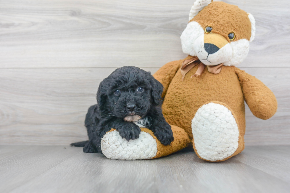 Hypoallergenic Sheep Dog Poodle Mix Puppy