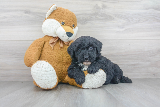 Mini Sheepadoodle Pup Being Cute