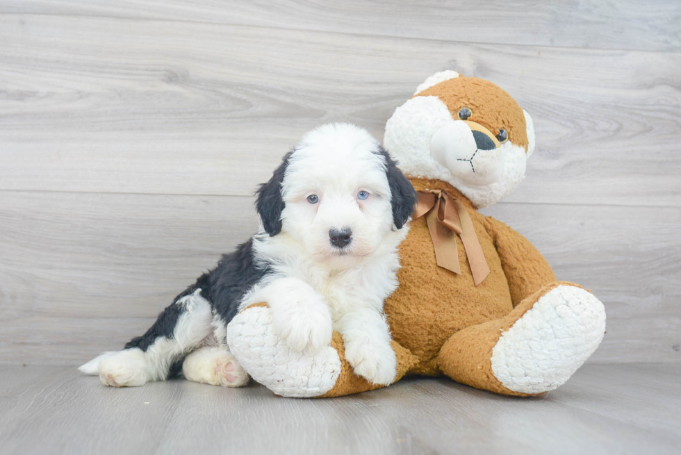 Small Mini Sheepadoodle Baby