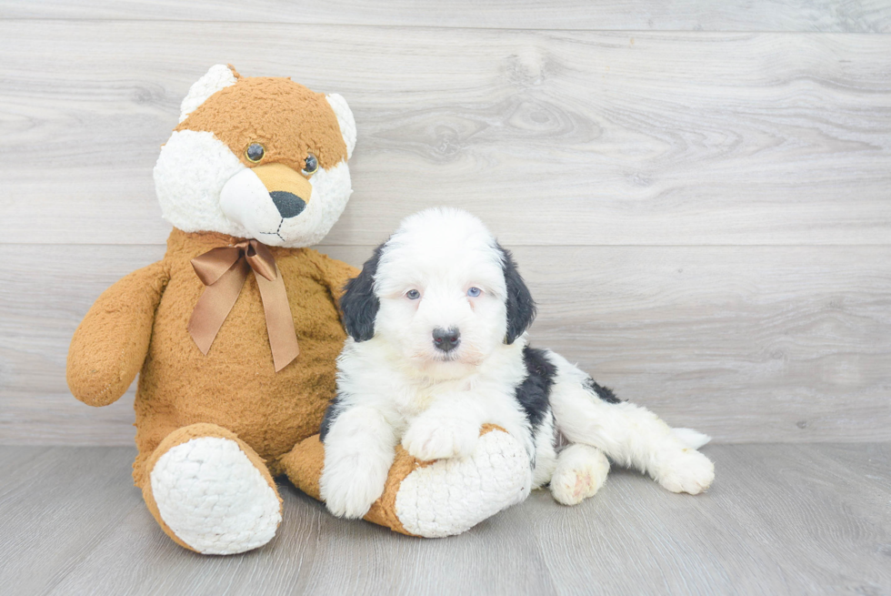 Petite Mini Sheepadoodle Poodle Mix Pup