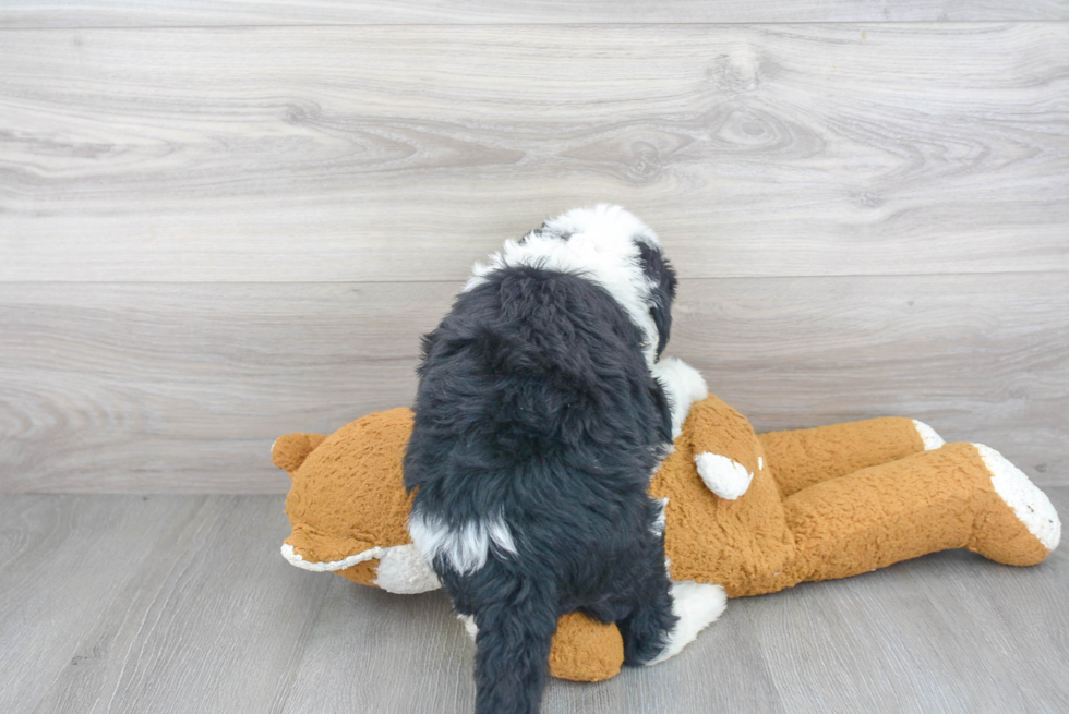 Mini Sheepadoodle Pup Being Cute