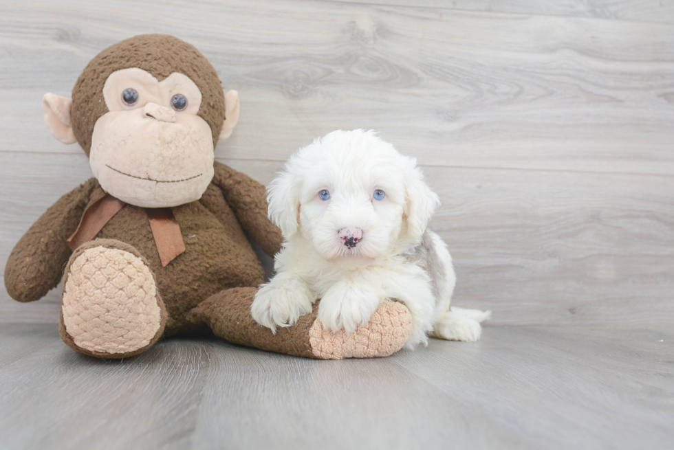 Little Sheep Dog Poodle Mix Puppy