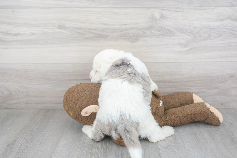 Sweet Mini Sheepadoodle Baby