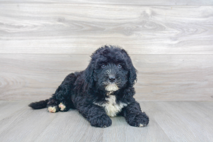 Popular Mini Sheepadoodle Poodle Mix Pup