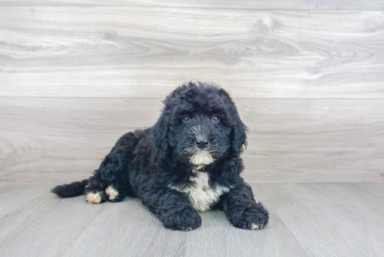 Popular Mini Sheepadoodle Poodle Mix Pup