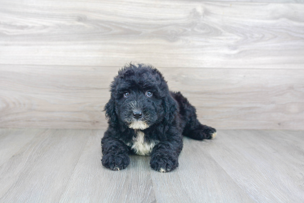 Mini Sheepadoodle Pup Being Cute